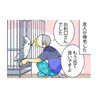 漫画「いたずらオウムの生活雑記」 第550回 友人が帰った後のオウム