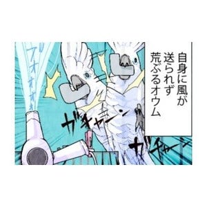 漫画「いたずらオウムの生活雑記」 第575回 風を……、風をくれえええ