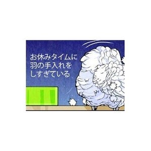 漫画「いたずらオウムの生活雑記」 第580回 毛引きを防ぐには