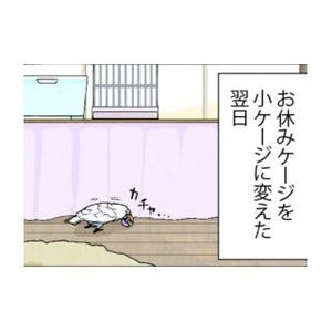 漫画「いたずらオウムの生活雑記」 第592回 小ケージに変えたから?