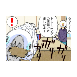 漫画「いたずらオウムの生活雑記」 第609回 破壊に夢中