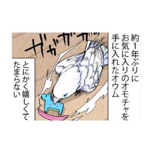 漫画「いたずらオウムの生活雑記」 第623回 再会のダンス