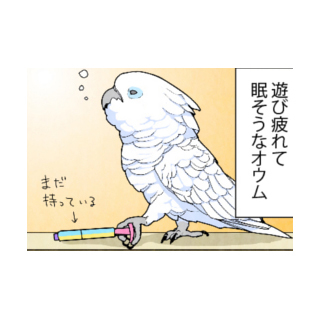 漫画「いたずらオウムの生活雑記」 第625回 眠いけど……