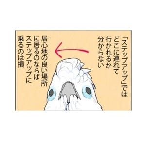 漫画「いたずらオウムの生活雑記」 第649回 トイレに行く？