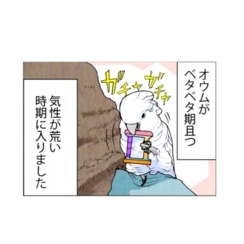 漫画「いたずらオウムの生活雑記」 第655回 ベタベタ期