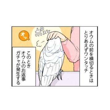 漫画「いたずらオウムの生活雑記」 第662回 オウムガチャ