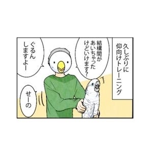 漫画「いたずらオウムの生活雑記」 第665回 仰向けトレーニングの結果…