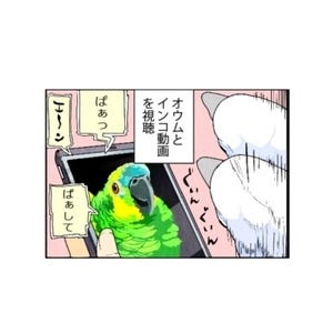 漫画「いたずらオウムの生活雑記」 第666回 インコ動画を見せてみた