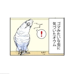 漫画「いたずらオウムの生活雑記」 第667回 虫、発見！