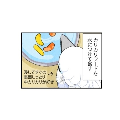 漫画「いたずらオウムの生活雑記」 第674回 カリカリフードの食べ方