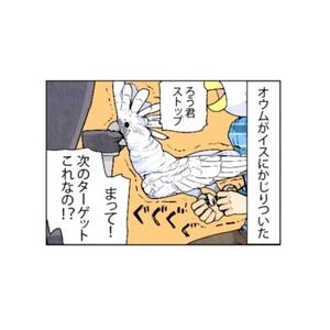 漫画「いたずらオウムの生活雑記」 第683回 餌食になる瞬間