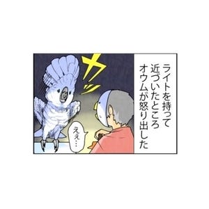 漫画「いたずらオウムの生活雑記」 第691回 ライトを近づけてみた