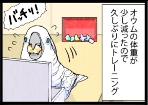 漫画「いたずらオウムの生活雑記」 第698回 ダイエットのご褒美