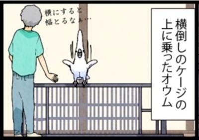 漫画「いたずらオウムの生活雑記」 第701回 ケージを走る