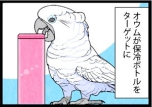 漫画「いたずらオウムの生活雑記」 第706回 保冷ボトルの魅力とは