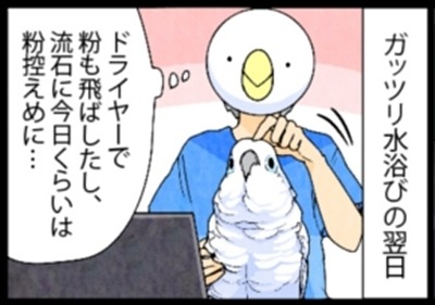 漫画「いたずらオウムの生活雑記」 第758回 頭頂部から…