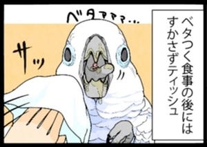 漫画「いたずらオウムの生活雑記」 第762回 食後のお手入れ