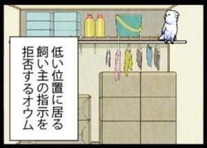 漫画「いたずらオウムの生活雑記」 第782回 高低差の深み