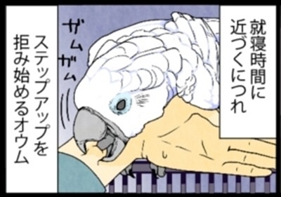 漫画「いたずらオウムの生活雑記」 第799回 指差し有効