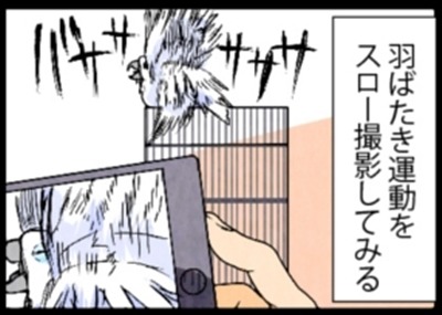 漫画「いたずらオウムの生活雑記」 第835回 羽ばたきを撮影してみた