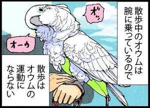 漫画「いたずらオウムの生活雑記」 第851回 散歩の意味