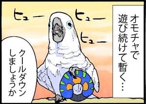 漫画「いたずらオウムの生活雑記」 第883回 クールダウン