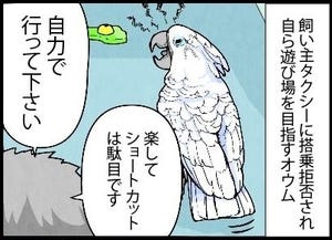 漫画「いたずらオウムの生活雑記」 第901回 遊び場を目指して