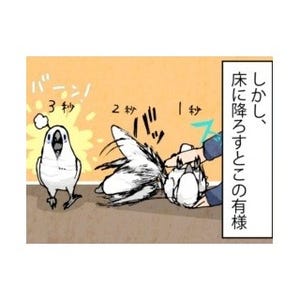 漫画「いたずらオウムの生活雑記」 第99回 オモチャを使えば仰向けも楽チン