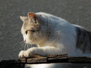 写真満載! 様々な猫の柄をご紹介 第2回 由来は鯖みたいな模様だから!?　「サバトラ」の猫が可愛すぎる