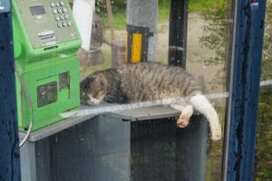 【クイズ】写真から消えたものを探せ 第11回 電話ボックスで雨宿りをする猫さん - 2枚目の写真で消えたものとは…!?