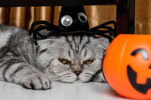 【クイズ】写真から消えたものを探せ 第14回 ハロウィンに現れたふてくされ猫 - 2枚目の写真で消えたものとは…!?