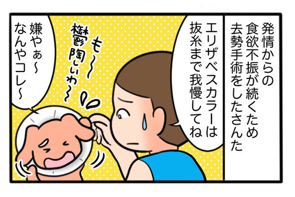 さんたとポレの後ろ足日記 第21回 ペットのうさぎを去勢した