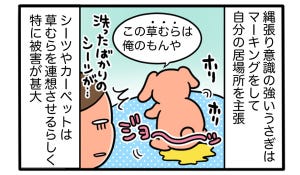 さんたとポレの後ろ足日記 第7回 ペットうさぎの「縄張り問題」とは