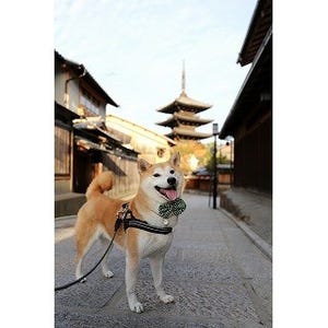 京都暮らしの柴犬「柴田部長」 第1回 早朝の京都