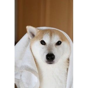 京都暮らしの柴犬「柴田部長」 第52回 片耳ぴょろん