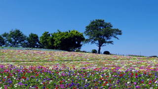 旅行に行ったら訪れないとソンな場所 第2回 まるで花のカーペット!　美しい花が咲き誇る那須フラワーワールド