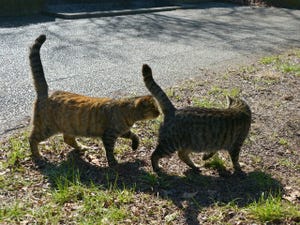 東京でのんびり暮らす外猫たち 第188回 猫「僕のしっぽのほうが長いにゃ」猫「そうですね」