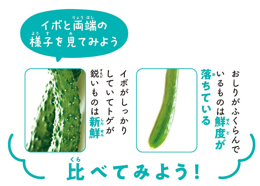 おいしい野菜まるみえ図鑑 第1回 キュウリのトゲトゲは新鮮さの証! 鮮度が落ちるとイボが丸くなる理由は?