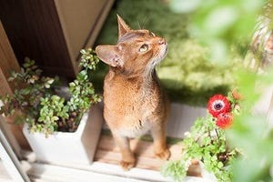 ワガママでお姫様気質な愛猫も簡単にできる歯磨き方法