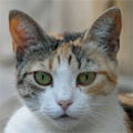 あなたは飼い猫にコントロールされている? - 英大学が鳴き声の意味を発見