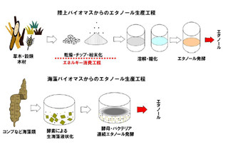 東北大と東北電力、海藻から効率よくエタノールを生産する技術を開発