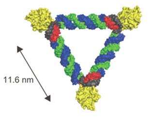 京大、RNAとたんぱく質から成るナノサイズの三角形構造体の創製に成功