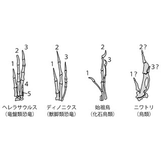 東北大、鳥類の祖先が恐竜である証拠を発見