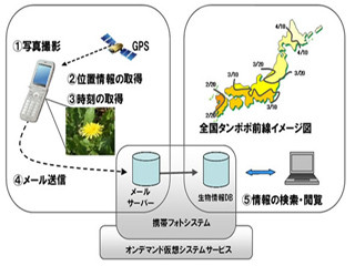 富士通、市民参加型の全国タンポポ調査を開始