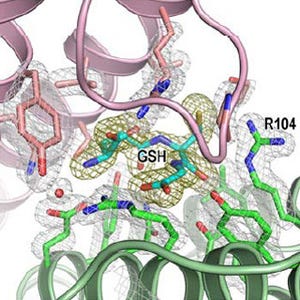 理研ら、喘息/花粉症の原因物質の活性部位の構造を原子レベルで解明