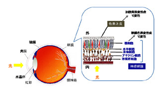 理研、ES細胞から人工網膜組織の3次元形成に成功