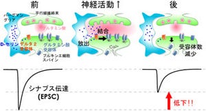 慶應大、脳内アミノ酸による運動記憶と学習の仕組みを解明