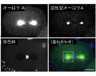 東北大ら、細胞分裂装置が形成される新たなしくみを解明