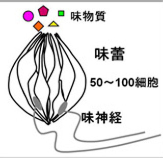 東大と理研、味を受容する細胞の発達経緯を解明