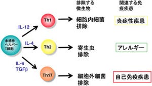 慶応大、自己免疫疾患の発症を抑える新たなメカニズムを発見